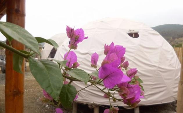 Nativa Whale Domes